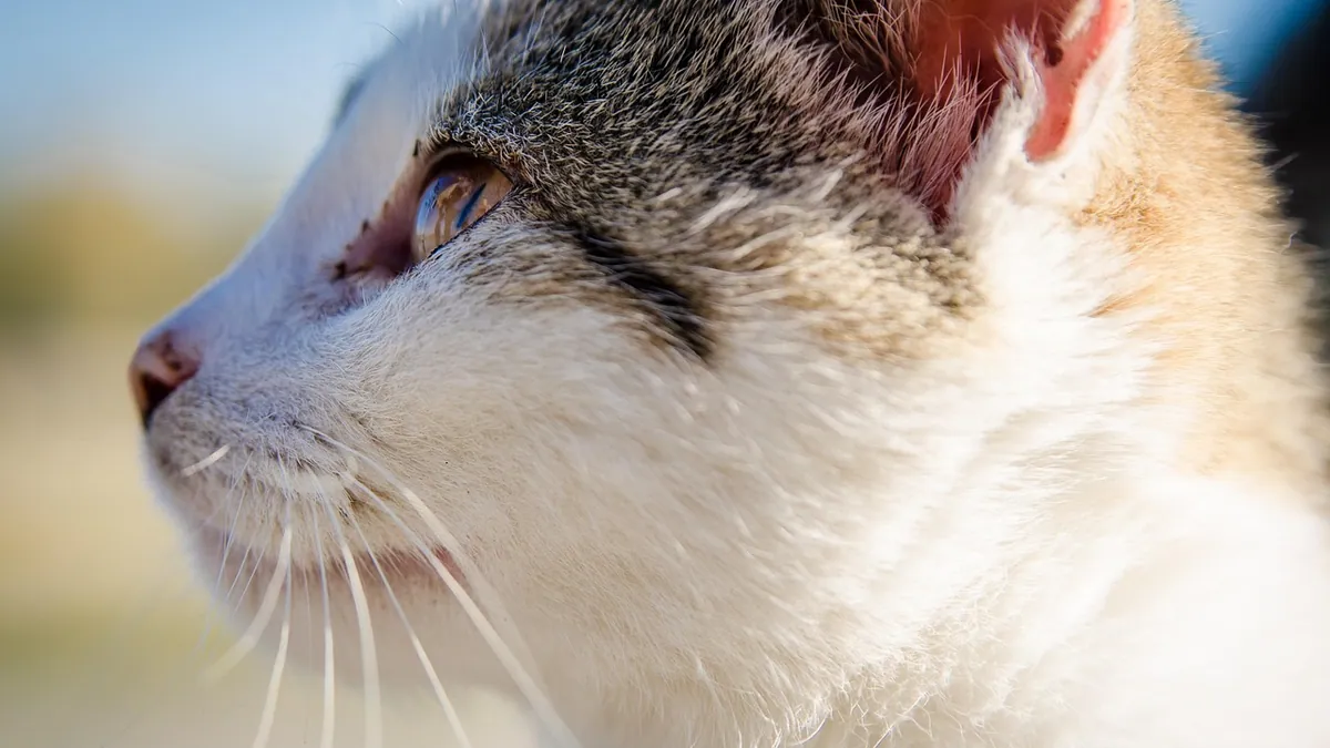 How to Tell If Your Cat or Kitten Has a Fever