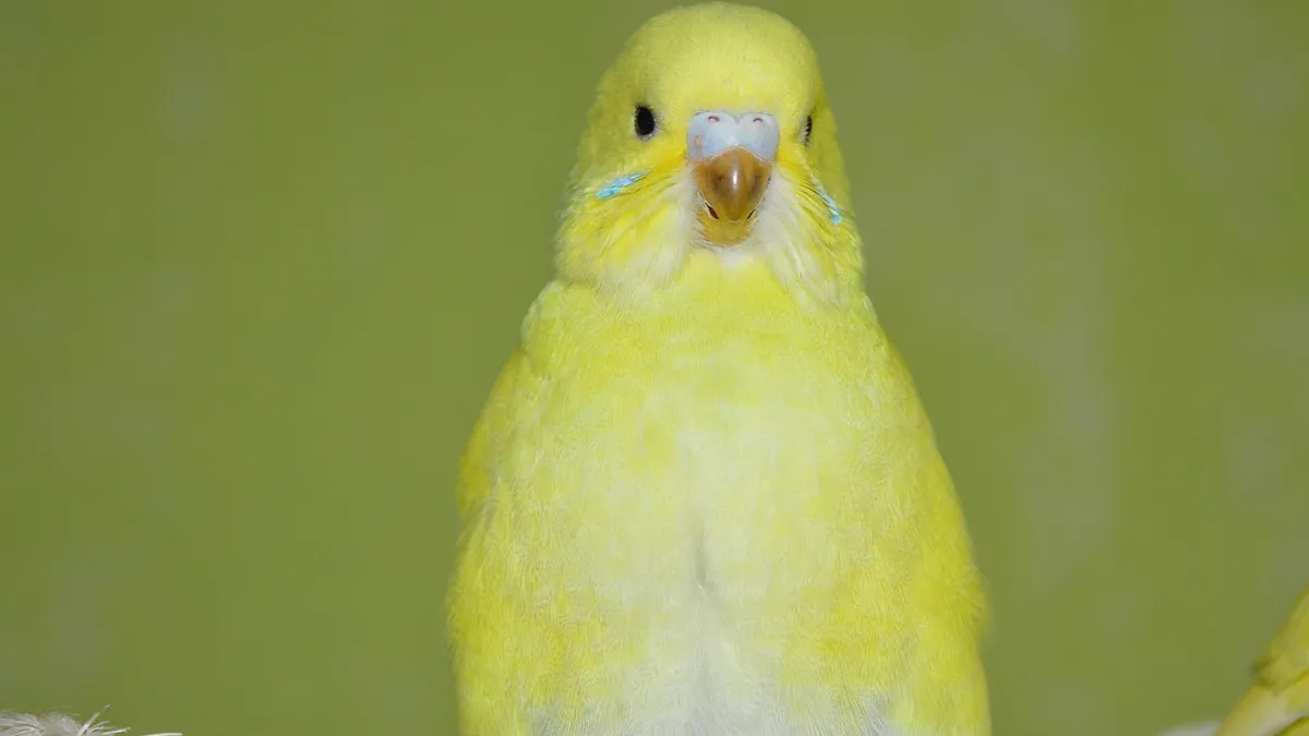 How to Tell If Your Budgie, Parakeet, or Parrot Is Sick