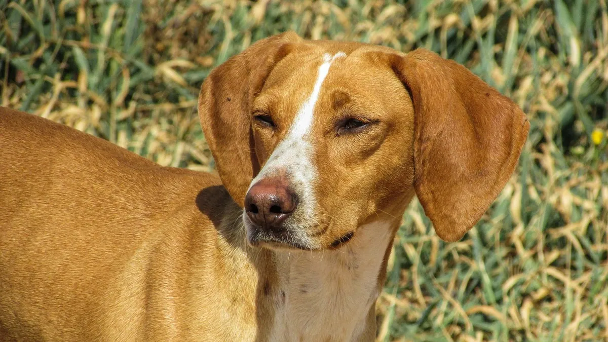 How to Tell If Your Dog Has Allergies: Early Signs