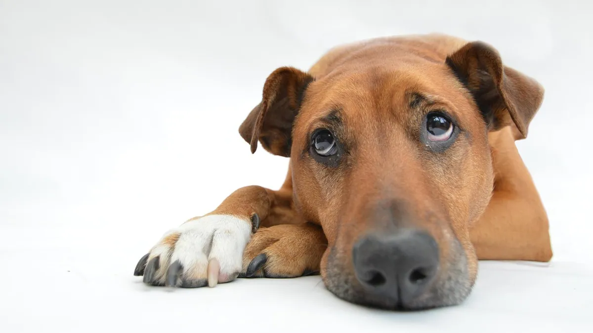 How to Tell If Your Dog Is in Pain: 12 Signs to Know