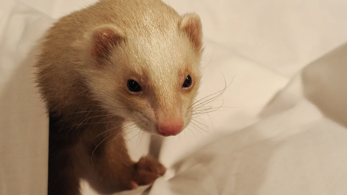 How to Tell If Your Ferret Is Sick: Early Warning Signs