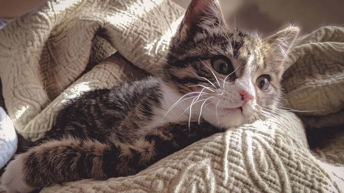How to Tell If Something Is Wrong With Your Kitten