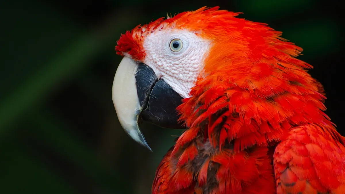 How to Tell If Your Parrot Has Mites: Signs and Treatment