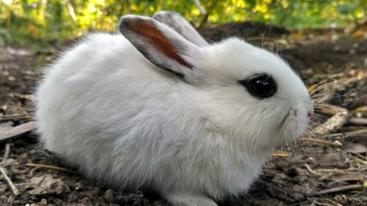 How to Tell If Your Pet Is Going Blind: Rabbits to Horses