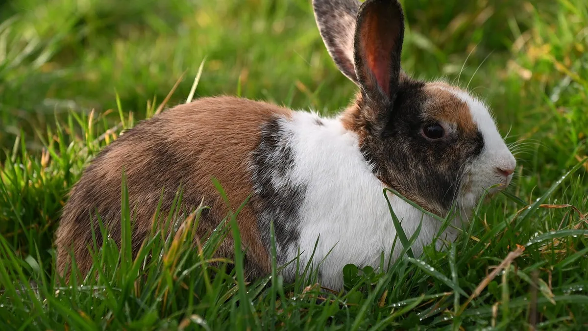 How to Tell If Your Rabbit or Small Pet Is Pregnant