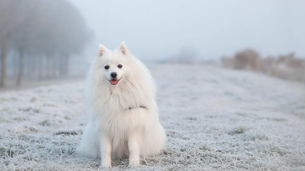How to Tell If Something Is Wrong With Your Dog