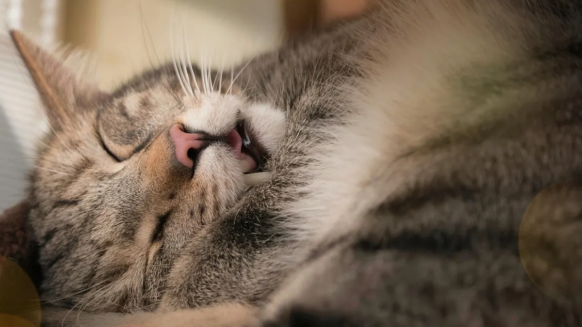 How to Treat Cat Anemia: Vet Options and Home Support