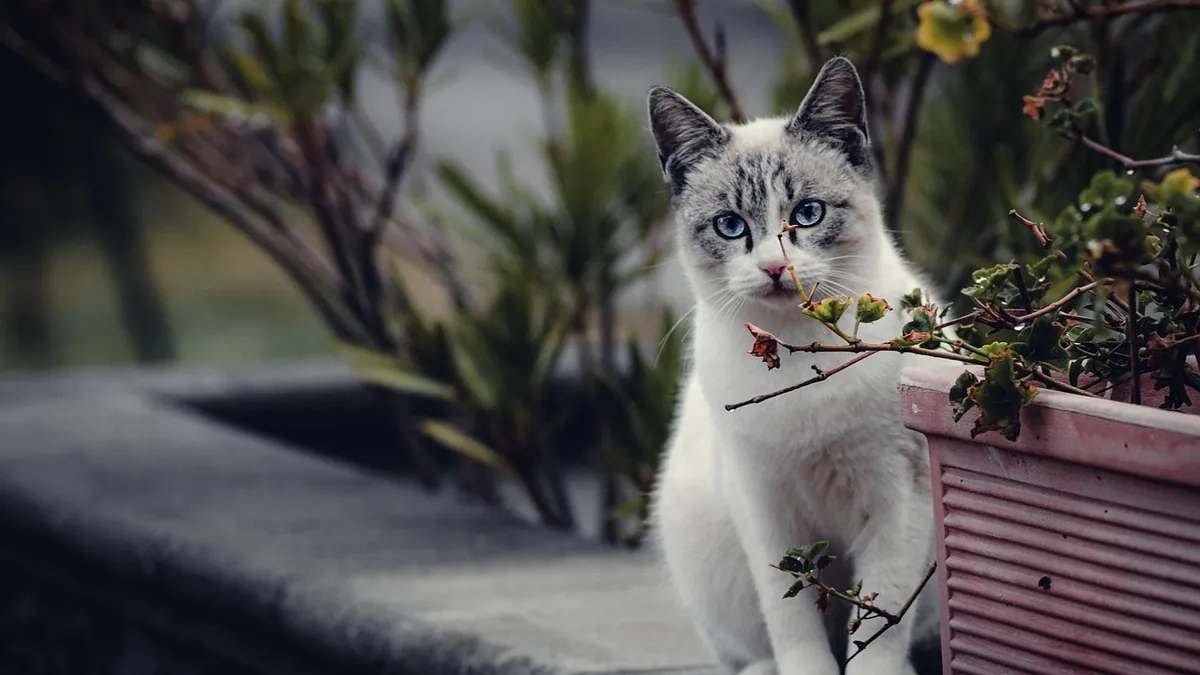 Are Hoya Plants Toxic to Cats? Varieties Compared