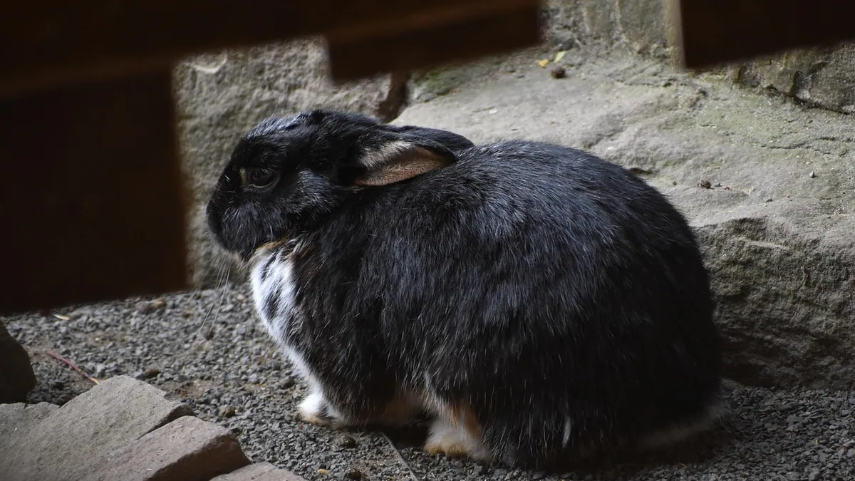 Hunched Sick Rabbit Posture: What It Means