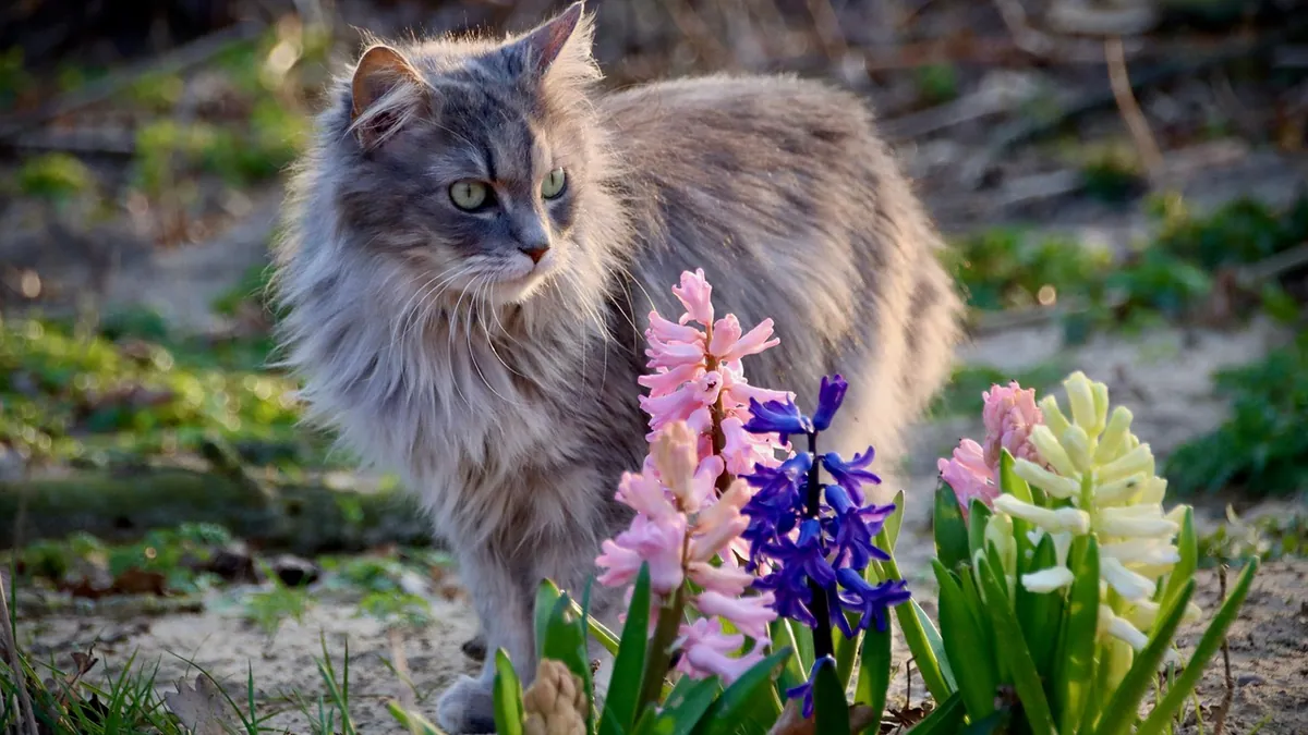 Is Hyacinth Toxic to Cats? Bulbs, Flowers and Smell