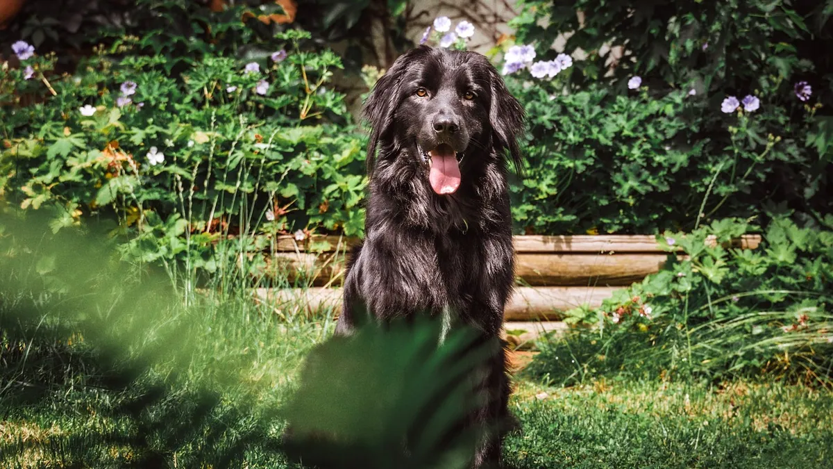 Are Hydrangeas Toxic to Dogs? Signs and What to Do