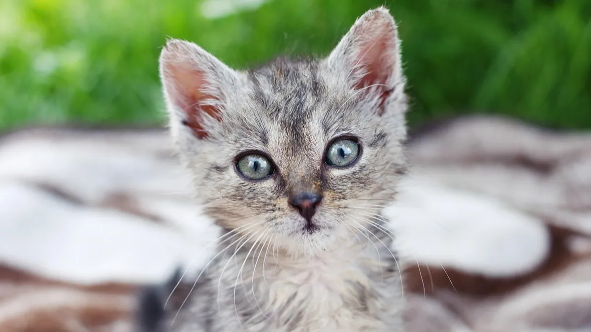 Hydrocephalus in Cats: Life Expectancy and Prognosis