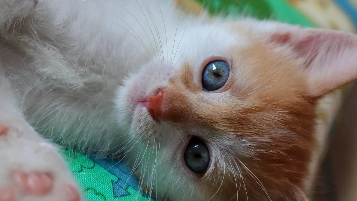 Hydrocephalus in Cats: Symptoms, Causes, and Risk