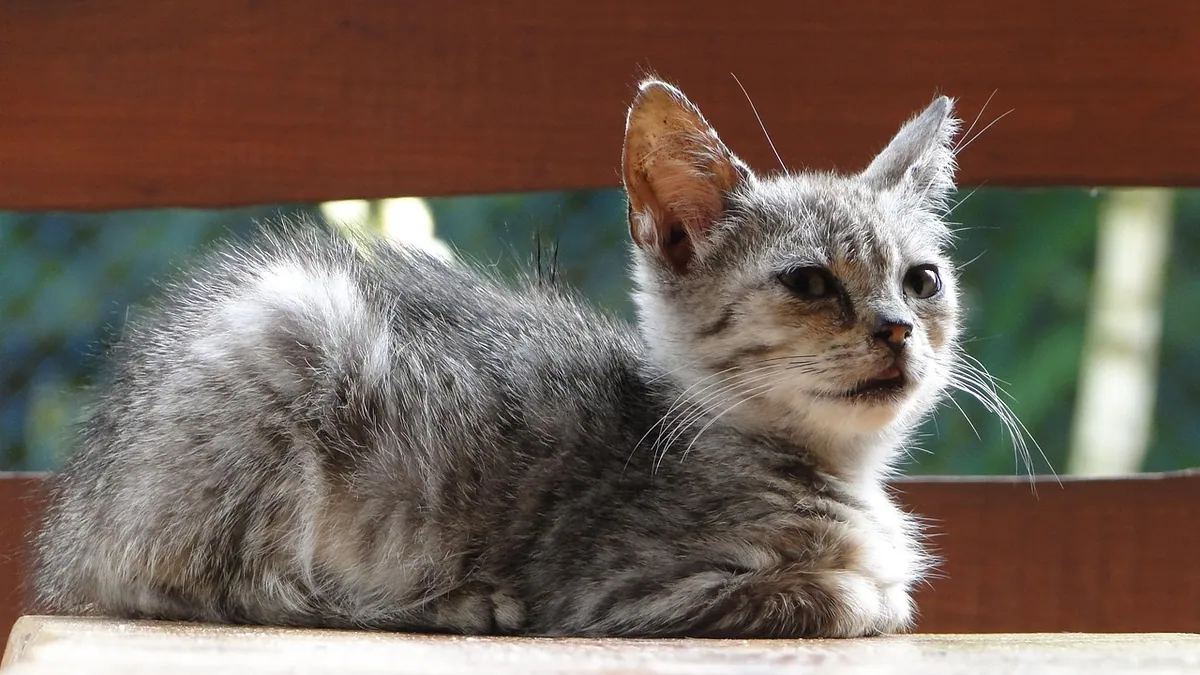 Hydrocephalus in Cats: Treatment and Can It Be Cured?