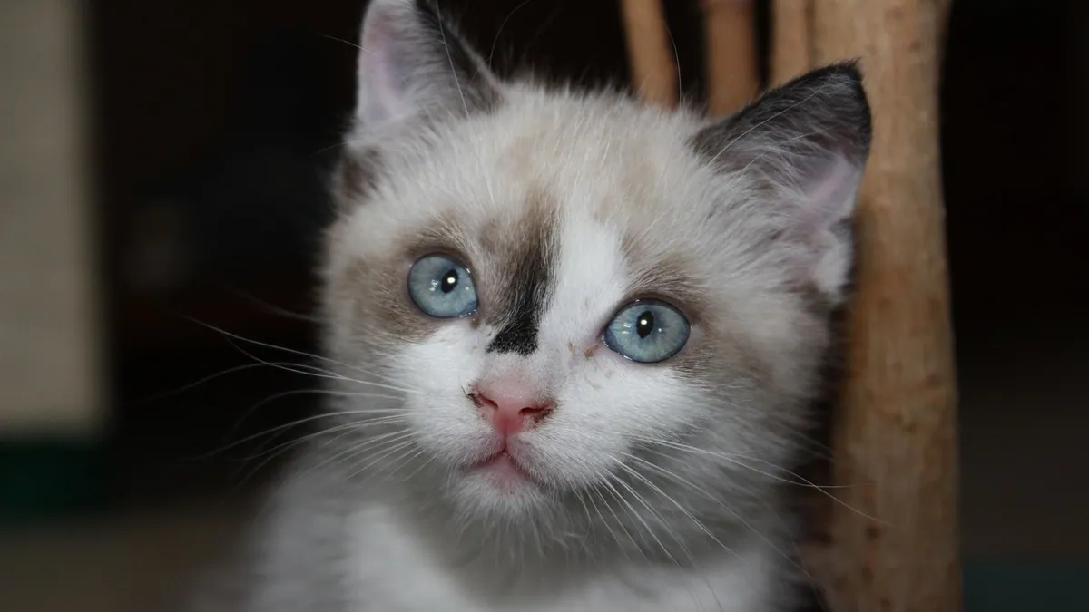 Hydrocephalus in Cats: Signs and Persian Risk