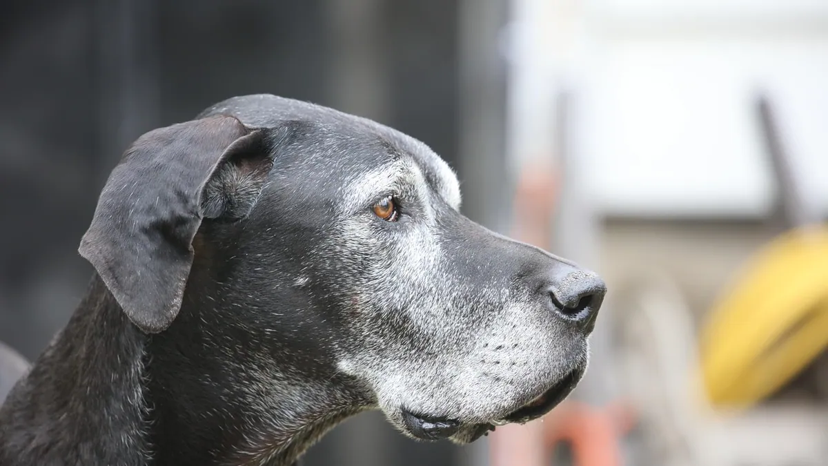 Hydrocephalus in Dogs: Symptoms, Causes, and Diagnosis