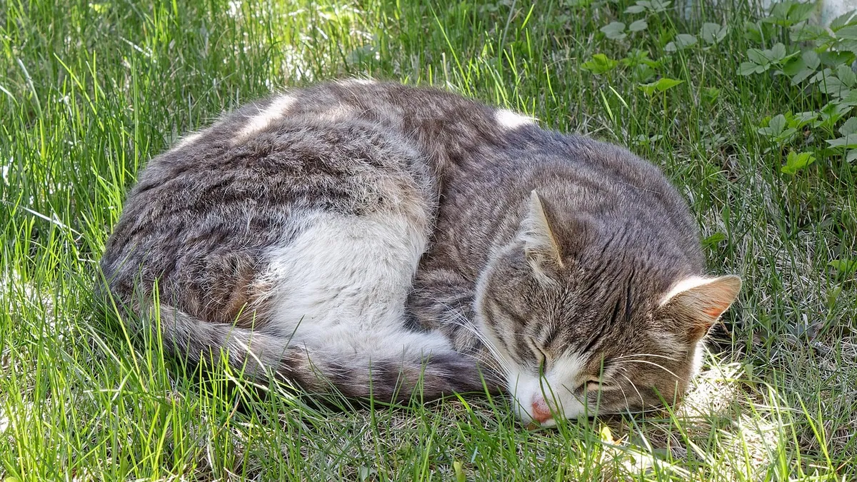 Hydrocortisone for Cat Bites and Wounds: Is It Safe?