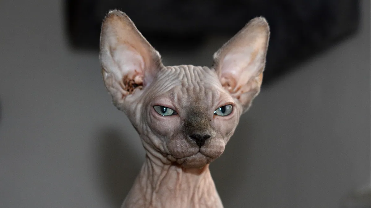 Hydrocortisone for Cat Ear Infections: Safe or Not?