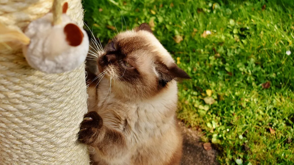 Hydrocortisone Cream for Cats: Safe Uses and Risks