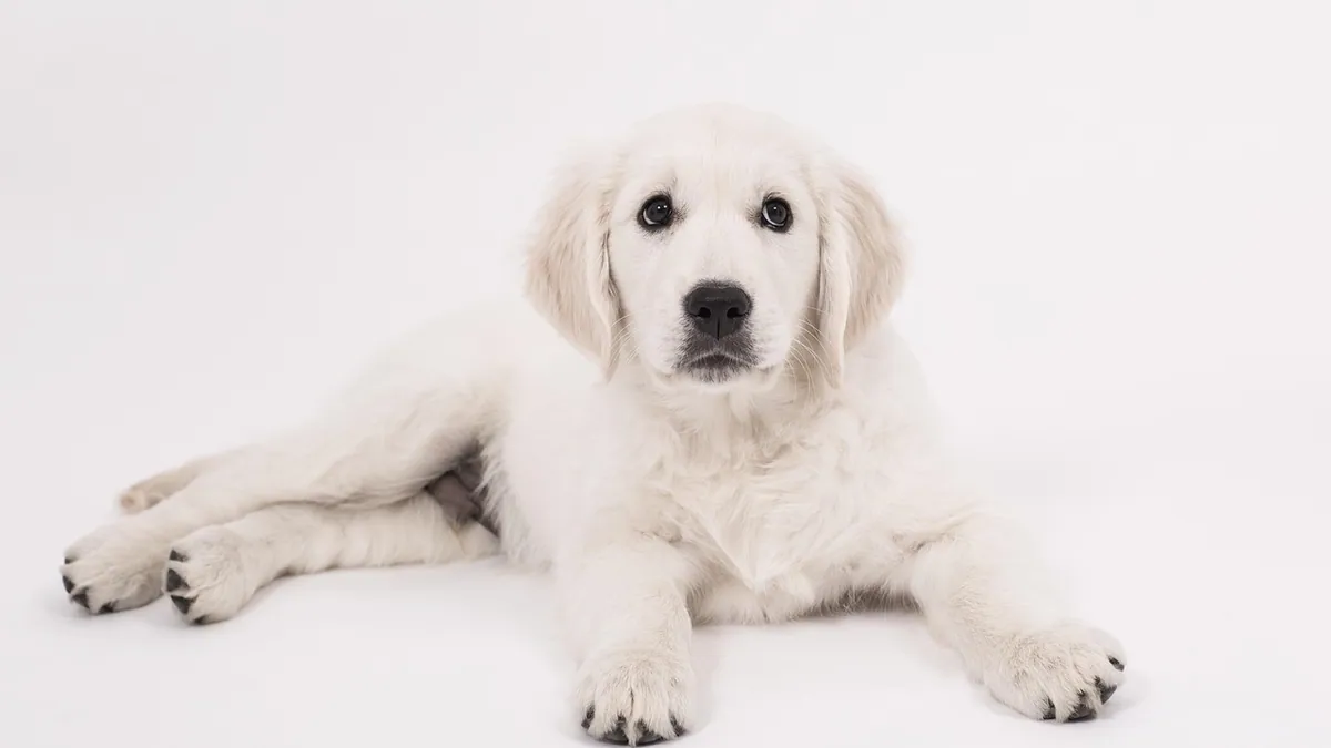 Hydrocortisone for Dogs: Side Effects and Safety