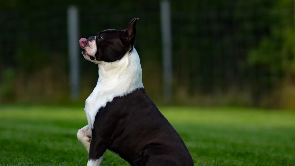 Hydrocortisone for Dogs: Skin, Paws, and Itching Safety