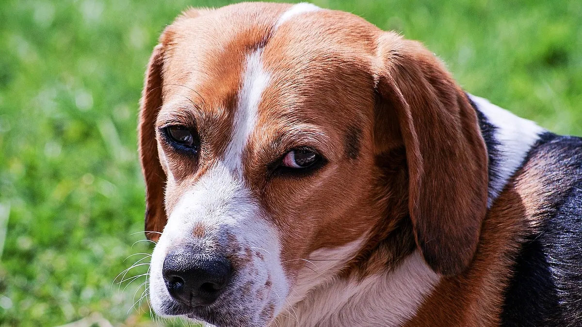 Hydrocortisone and Prednisone for Dog Ear Infections