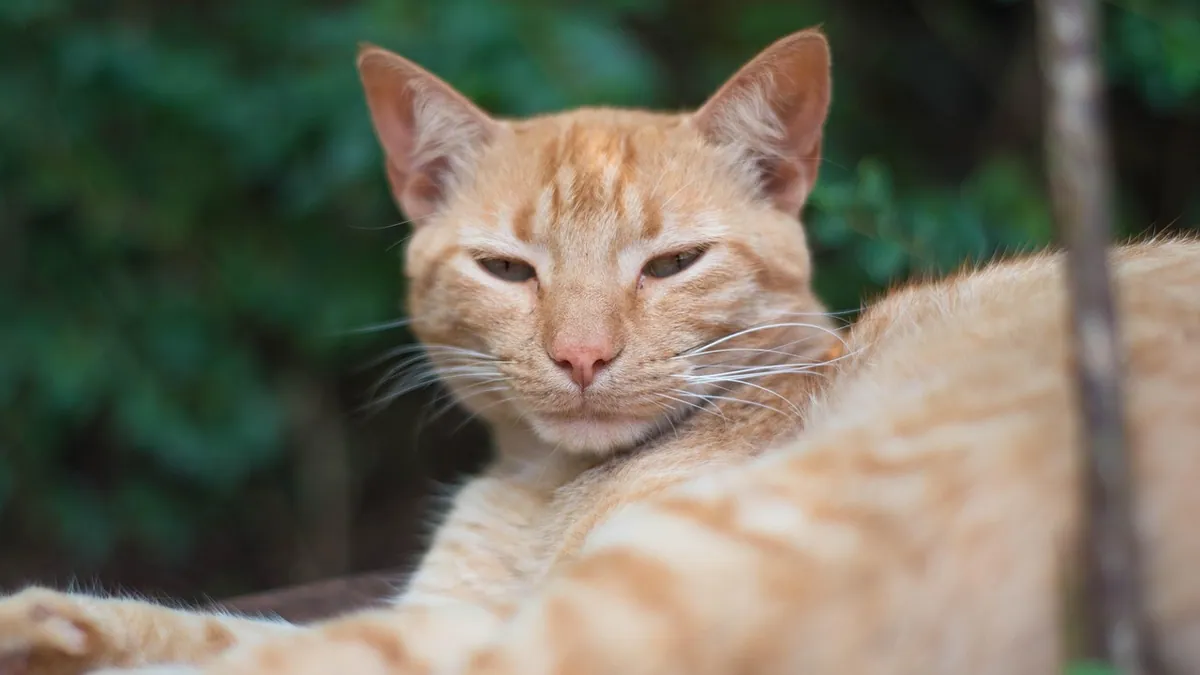 Hydrogen Peroxide for Cat Acne: Does It Help or Harm?