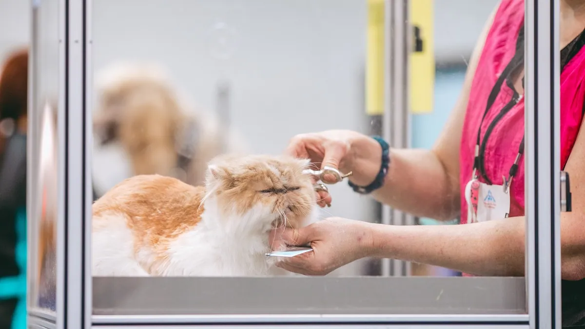 Hydrogen Peroxide for Cat Ears: Safe or Dangerous?