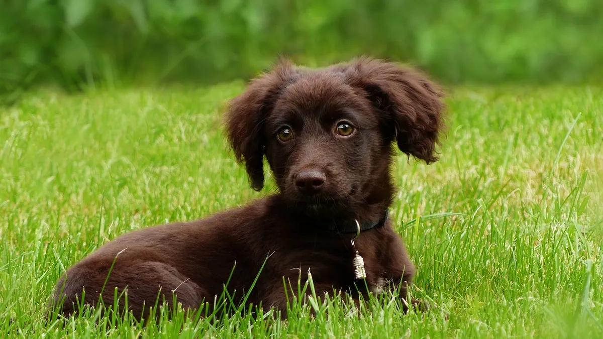 Hydrogen Peroxide After Dog Ate Chocolate: Does It Work?