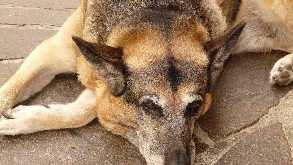 Hydrogen Peroxide for Dogs' Itchy Skin and Paws