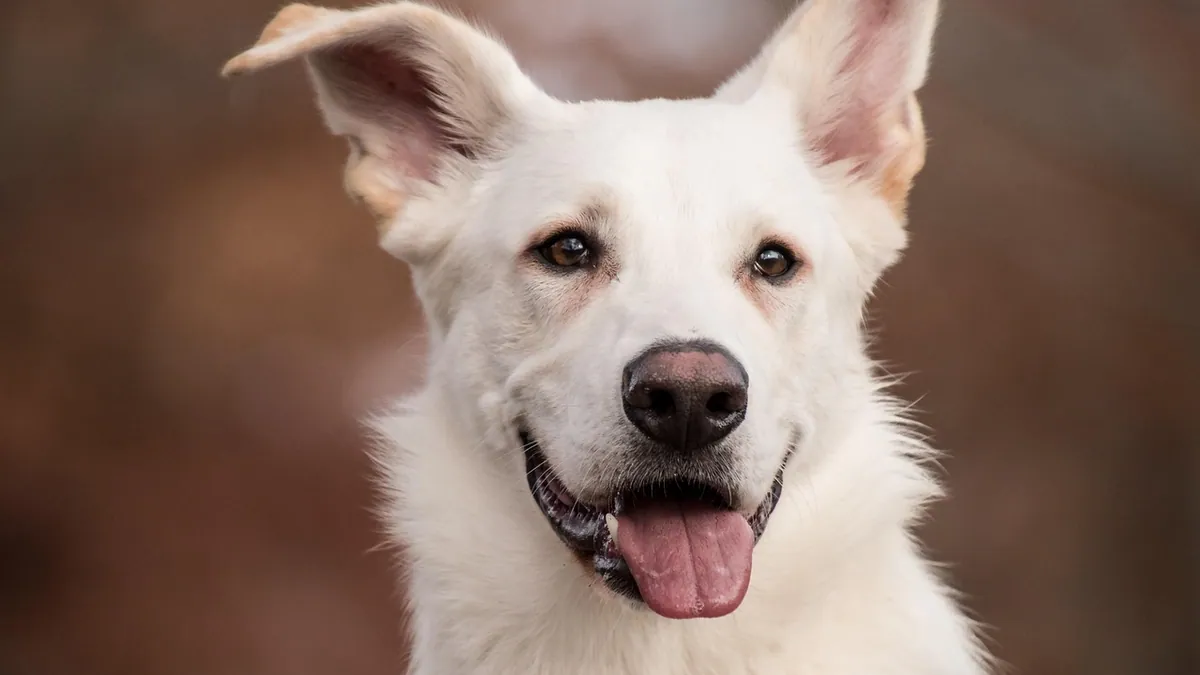 Hydrogen Peroxide for Dog Ears: Safe or Not?