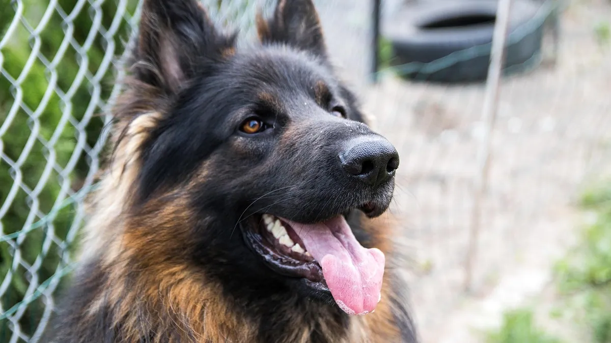 Hydrogen Peroxide for Dog Teeth: Safe Dental Care?