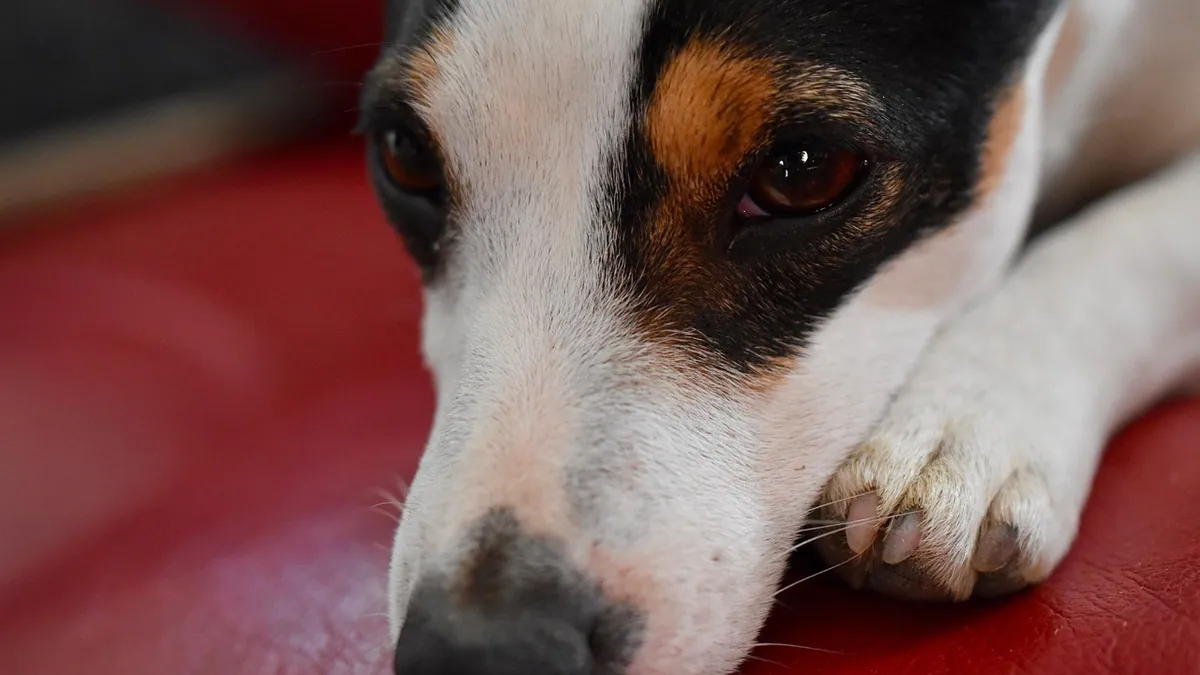 Hydrogen Peroxide for Dog Wounds and Paws: Safe Use