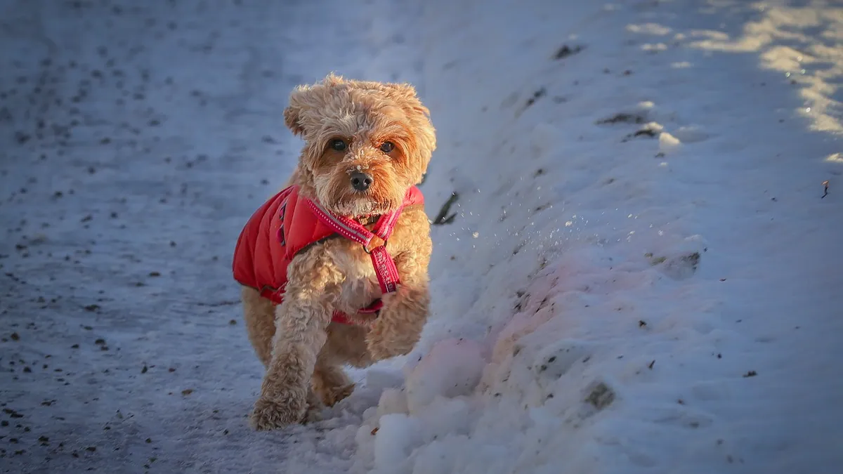 Hydrogen Peroxide for Dogs: Safe Dose and Uses