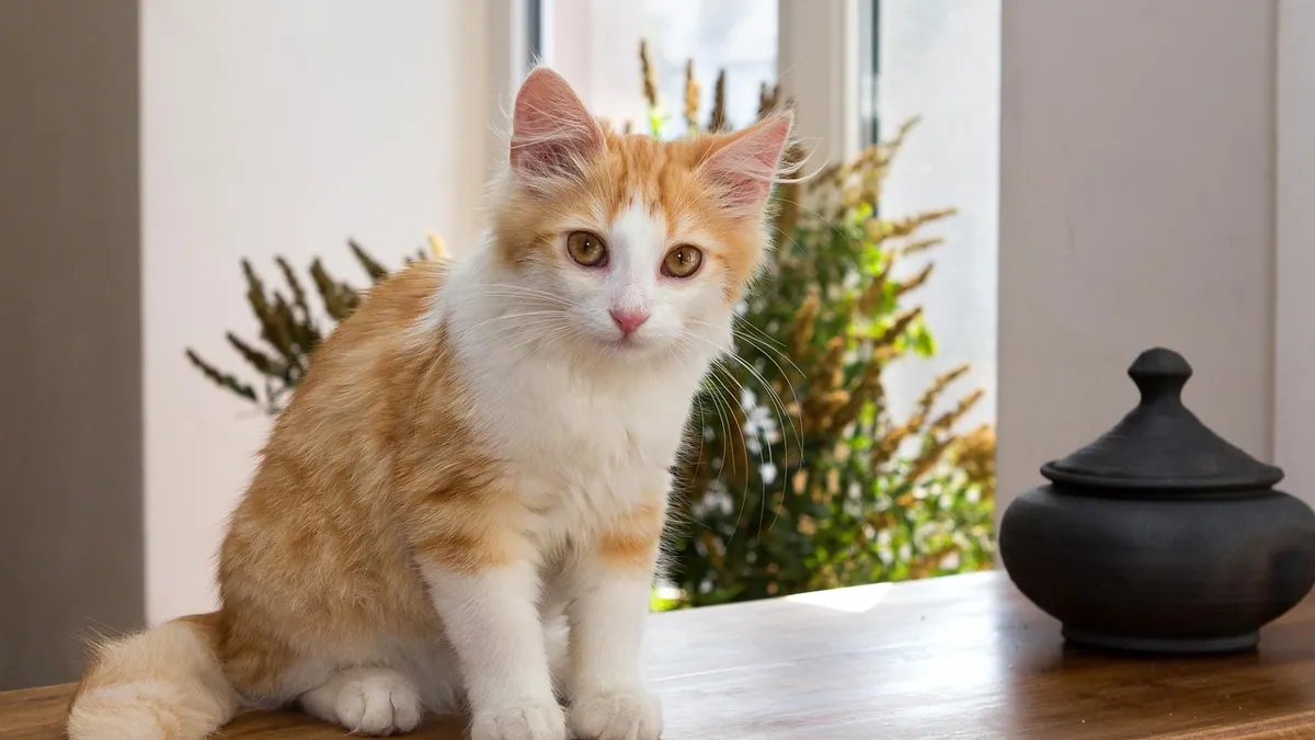 Hydrogen Peroxide to Make a Cat Vomit: Is It Safe?