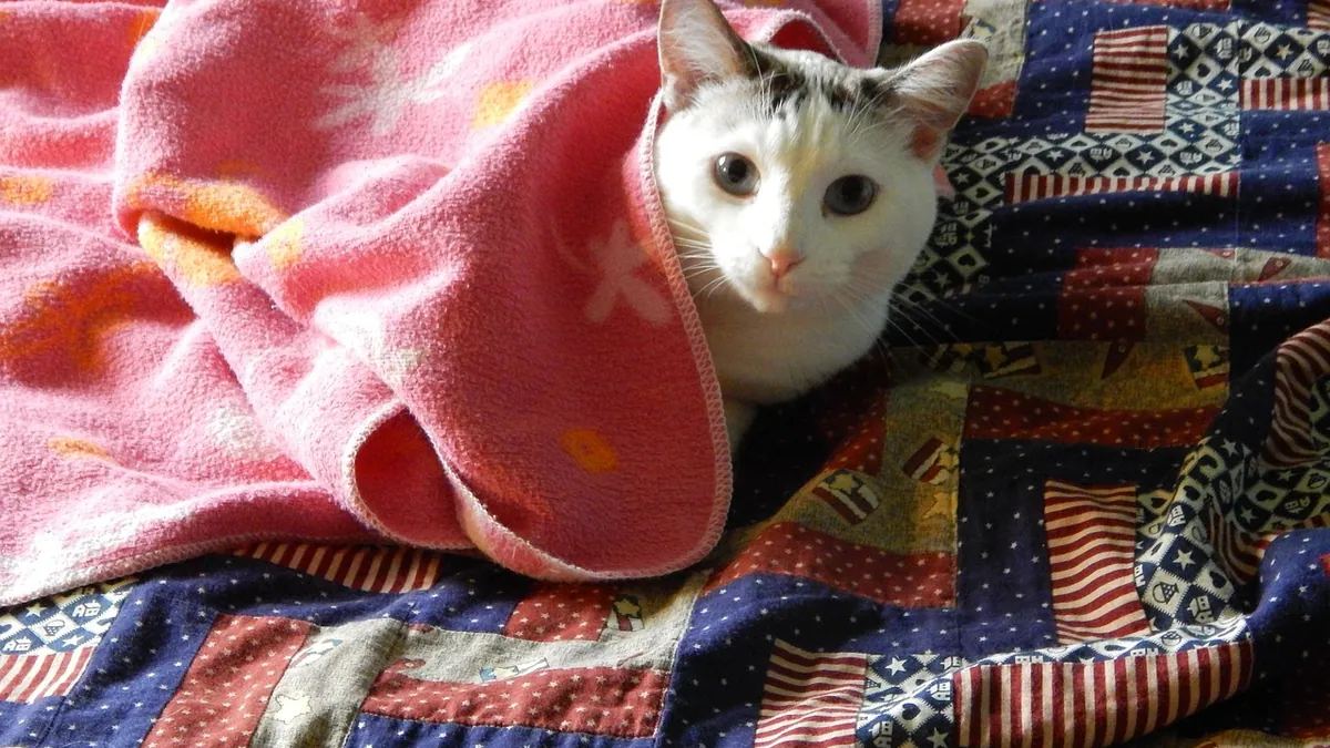 Hypothermia in Cats: At-Home Warming and When to Go