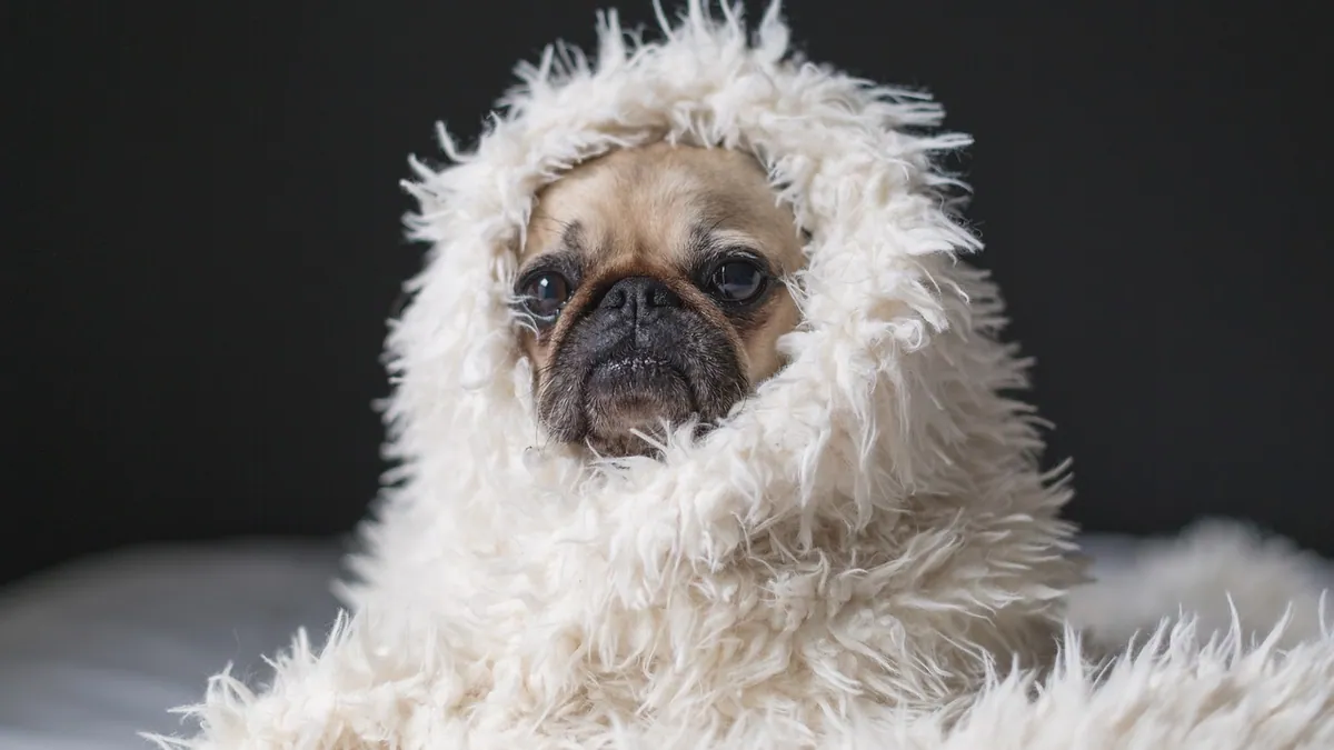 Hypothermia in Dogs Under Anesthesia and After Surgery