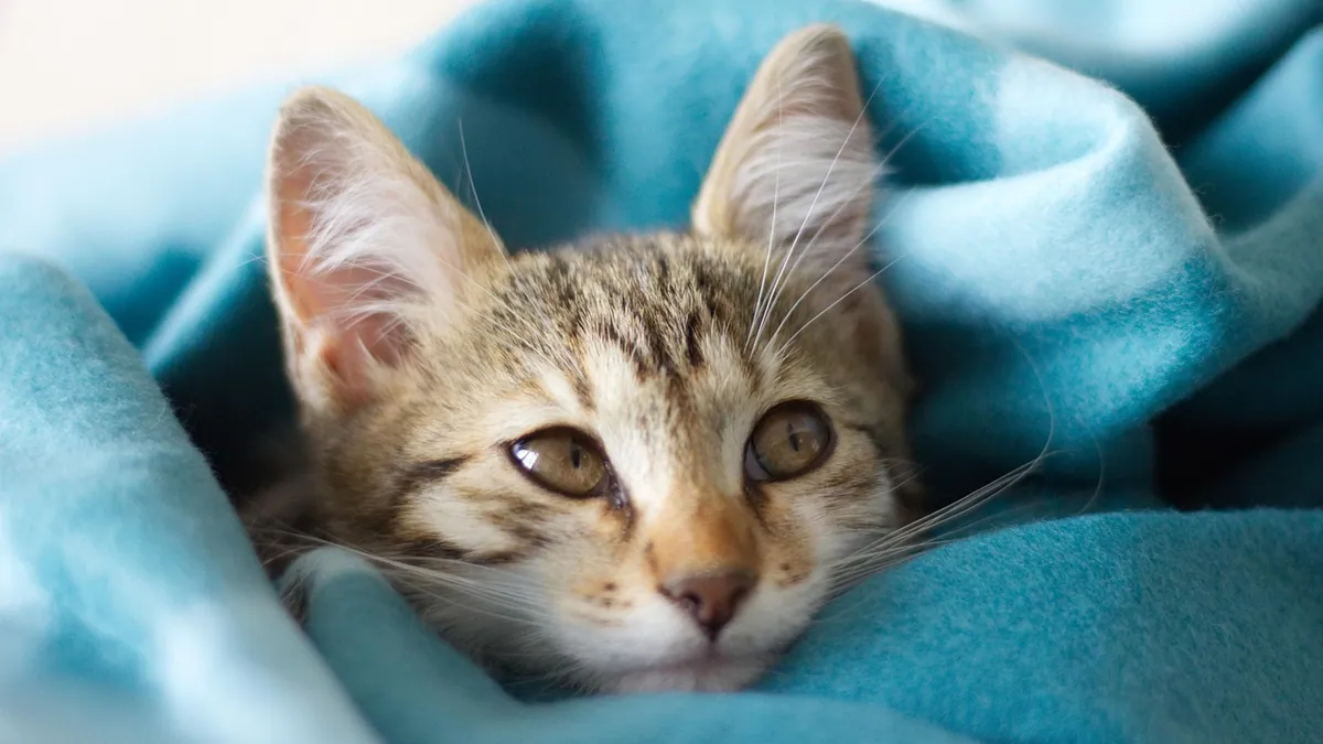 Hypothermia in Cats After Surgery and Other Causes