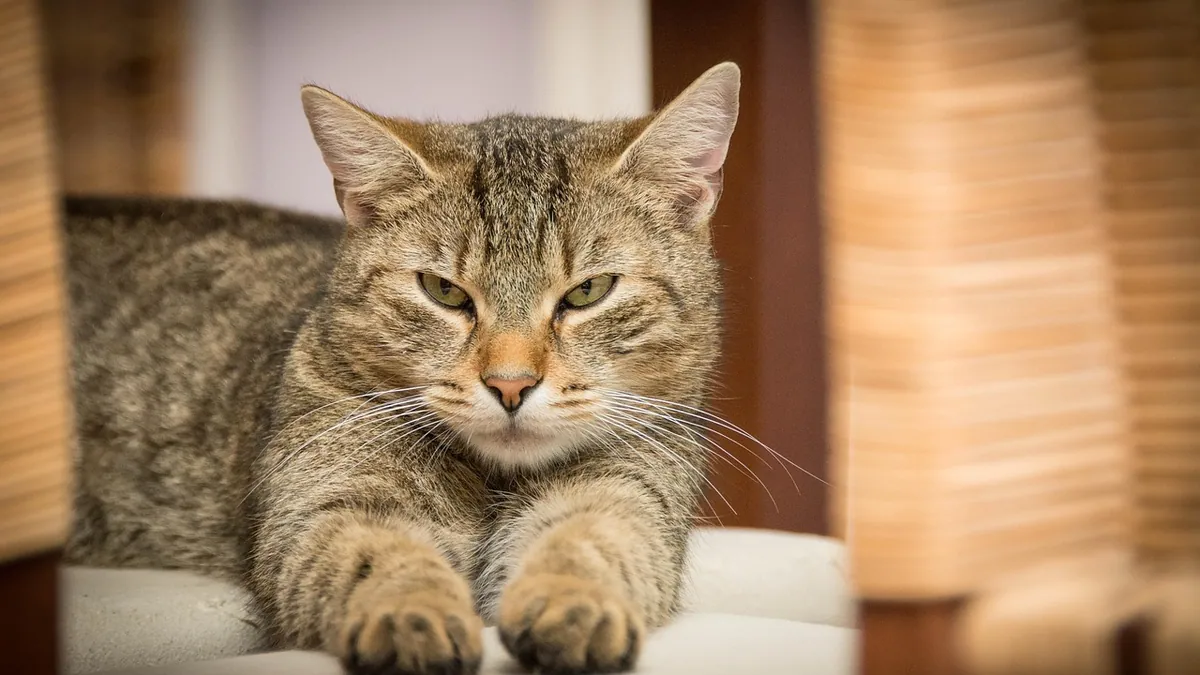 IBD in Cats: Life Expectancy and Prognosis