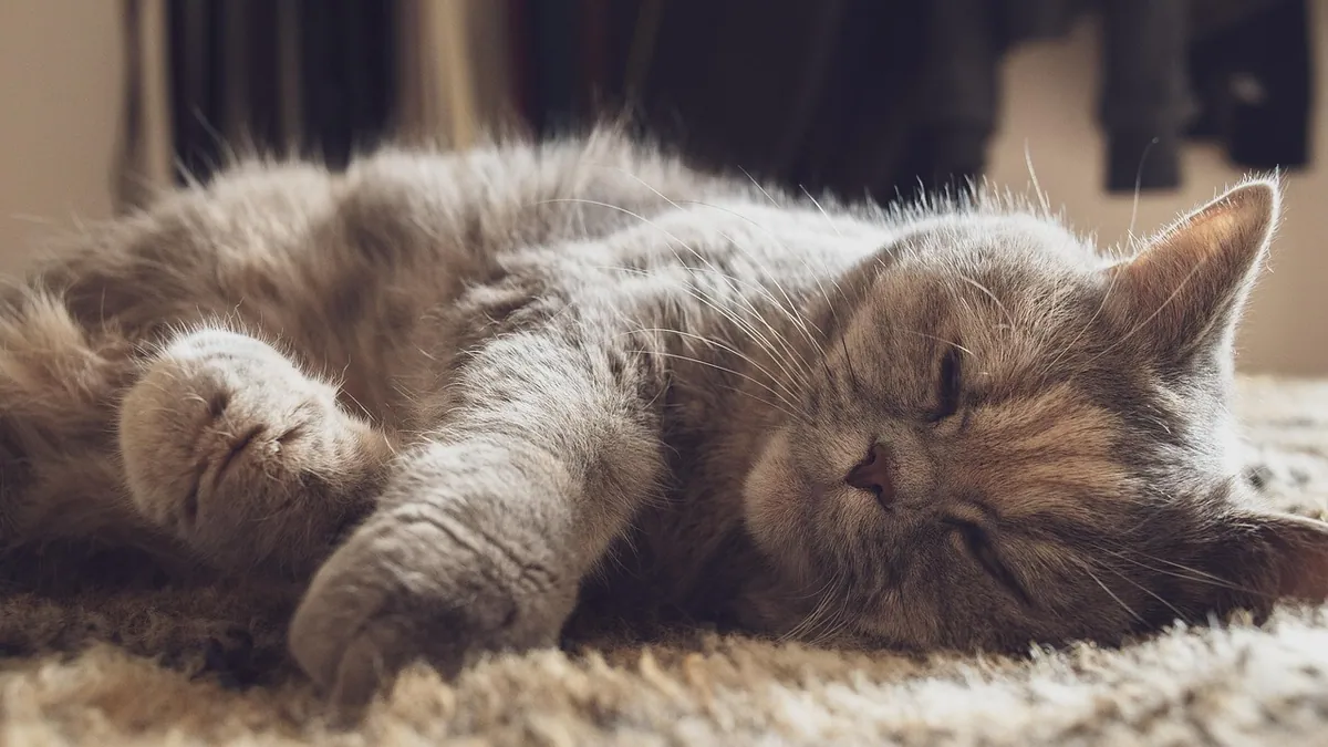 IBD in Cats: Ultrasound, Biopsy, and Diagnosis
