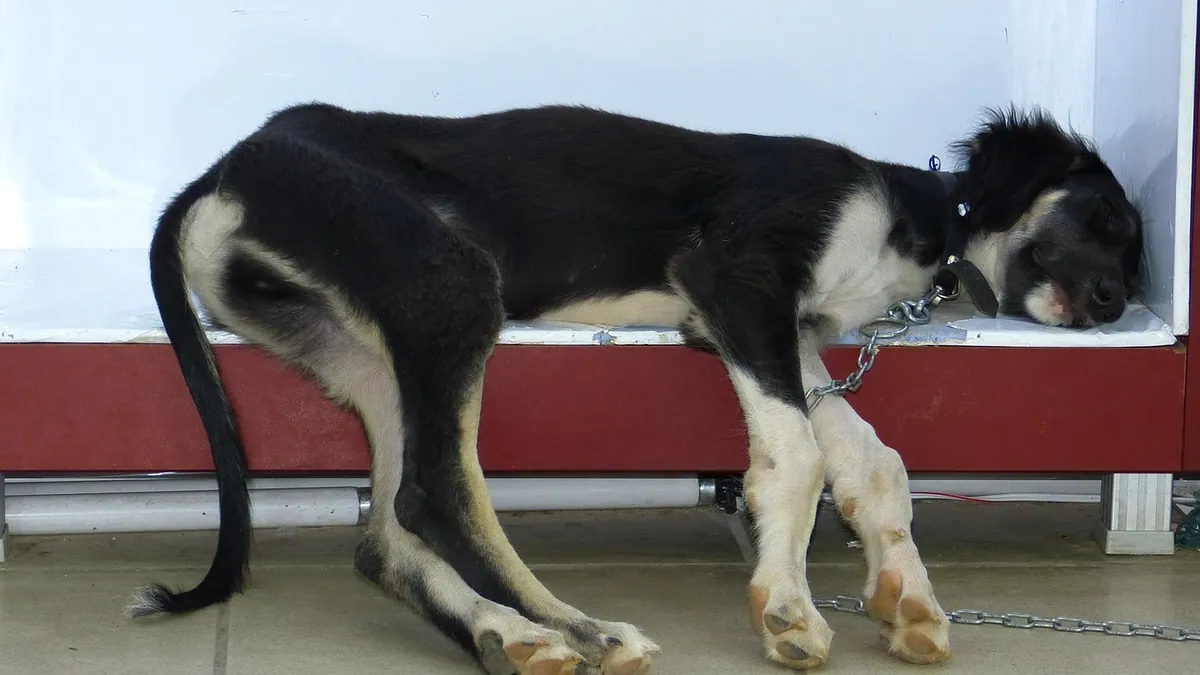 IBD and Gastroenteritis in Dogs: Treatment Options