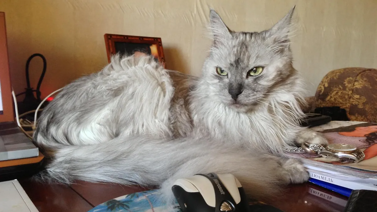 Is Ibuprofen Toxic to Cats? Doses and Symptoms