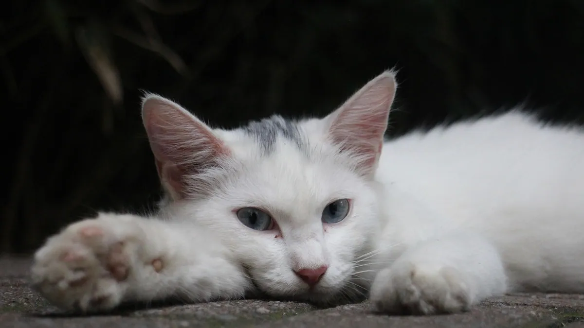 IMHA in Cats: Symptoms, Causes, and Treatment