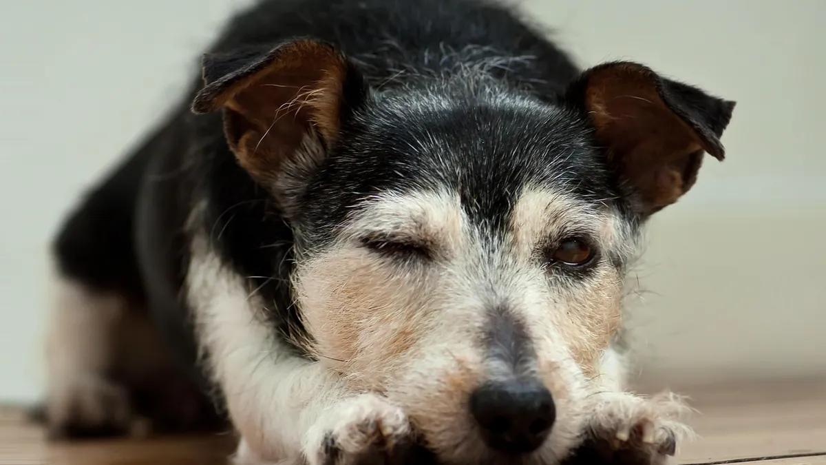 IMHA in Dogs and Cats: Immune-Mediated Anemia Explained
