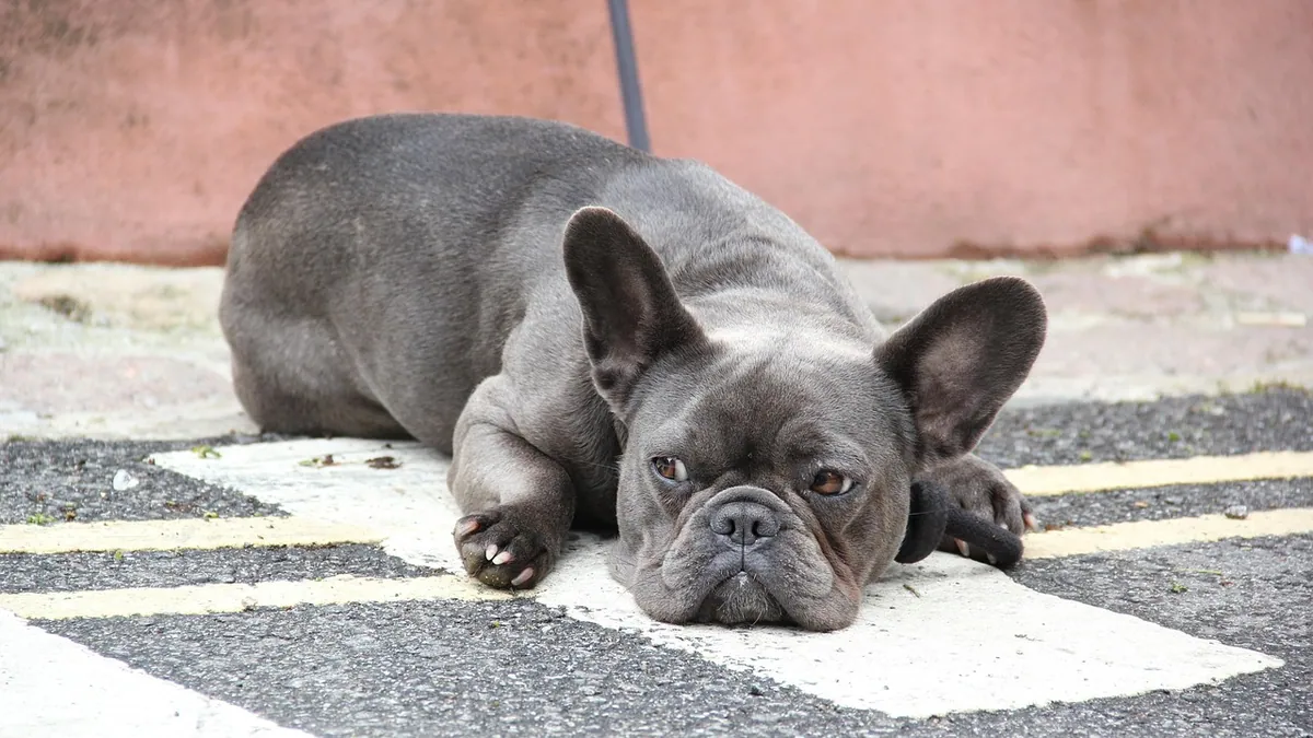 IMHA in Dogs: Causes, Symptoms, and Treatment