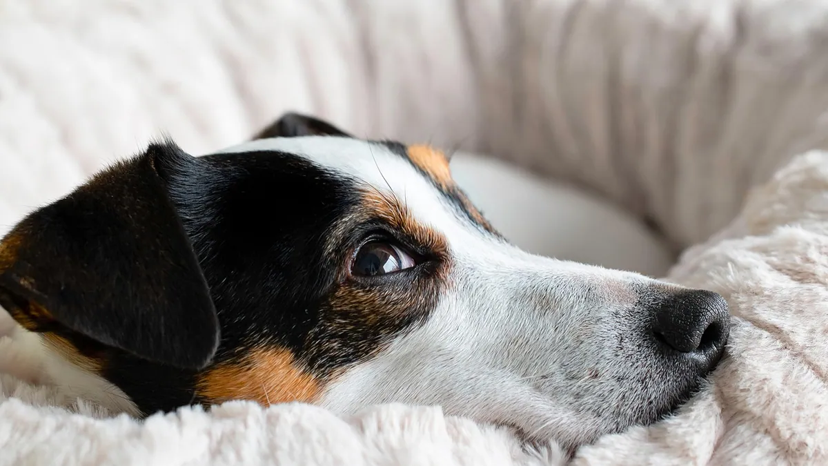 IMHA in Dogs: Survival Rate and Life Expectancy