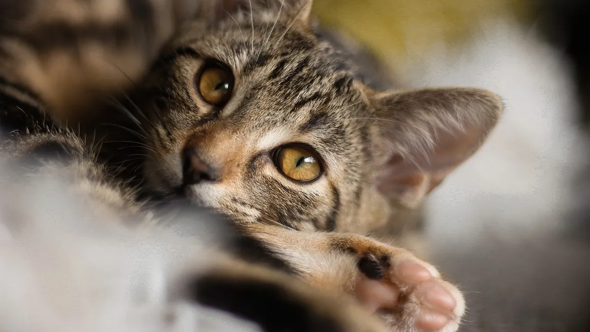 IMHA Testing: Blood Smear and Bloodwork in Cats