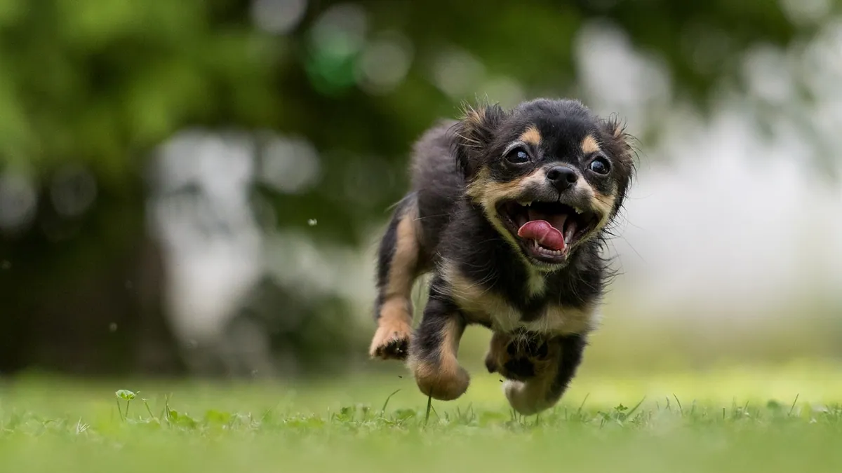 Can You Give a Dog With Parvo Imodium? What Vets Say