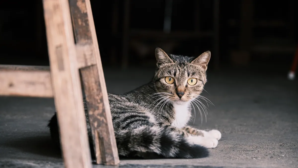 Is Incense Harmful to Cats? Smoke and Scent Risks