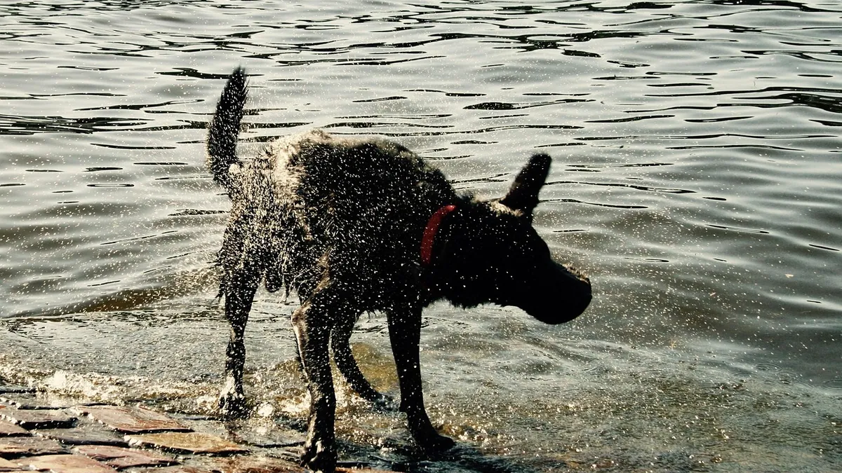 Incontinence in Dogs: Causes, Symptoms, and What to Do